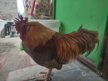 Gallo marans