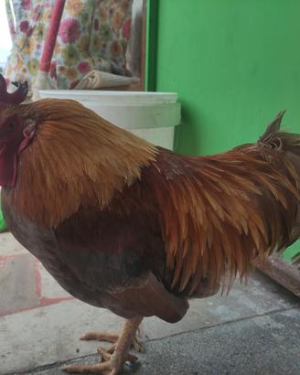Gallo marans