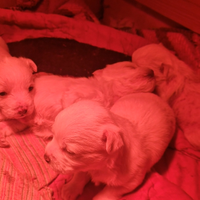 Cuccioli chiuhuaua toy