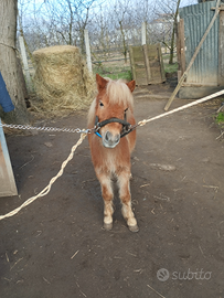Pony femmina