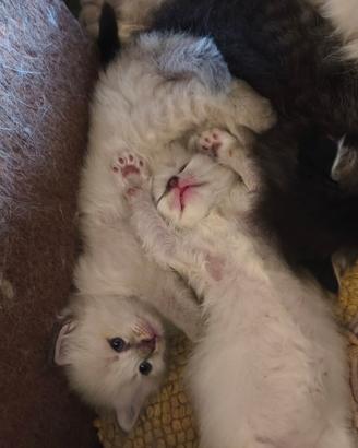 Gattini sacri di Birmania