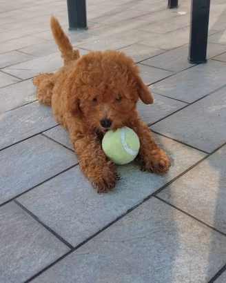 Barboncino Toy