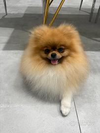 Adozione Spitz tedesco nano (Pomerania)