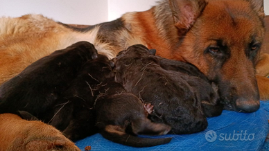 Cuccioli di pastore tedesco