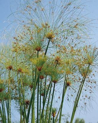 Piante di PAPIRO EGIZIANO GIGANTE