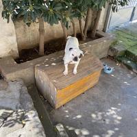 Bulldog Francese