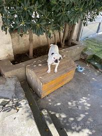 Bulldog Francese