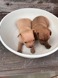 Pinscher zwergpinscher