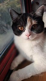 Animali in adozione