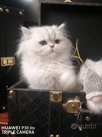 Cuccioli di British scottish longhair