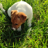 Cucciolo di jack Russel terrier maschio