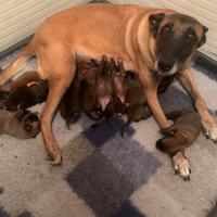 Cuccioli pastore belga Malinois