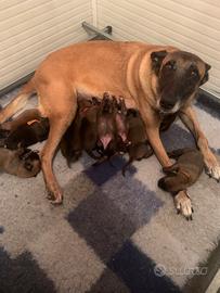 Cuccioli pastore belga Malinois