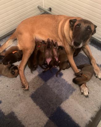 Cuccioli pastore belga Malinois