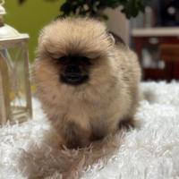 Ultima spitz pomerania con pedigree