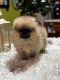 Ultima spitz pomerania con pedigree