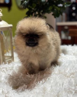 Ultima spitz pomerania con pedigree