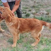 Golden vogliono una famiglia