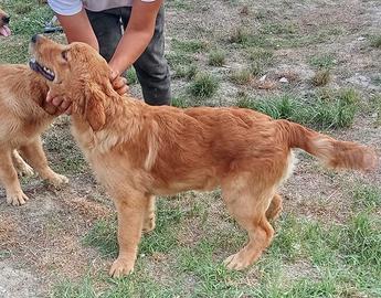 Golden vogliono una famiglia