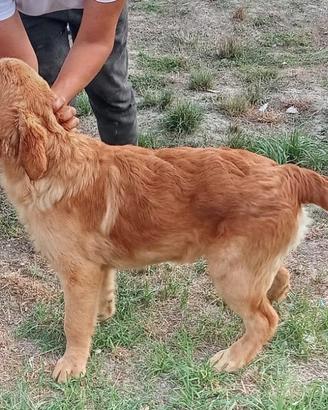 Golden vogliono una famiglia