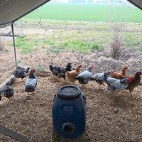 Galline ROBUSTE e WYANDOTTE