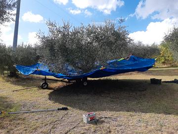  ombrello rovesciato raccolta olive