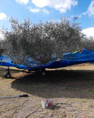  ombrello rovesciato raccolta olive