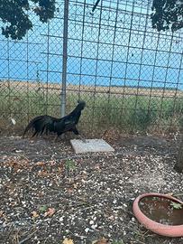Animal