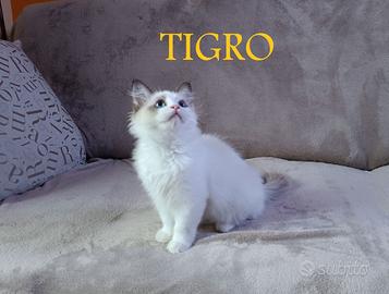 Gatti di razza Ragdoll disponibili