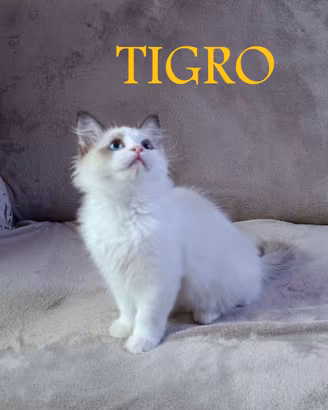 Gatti di razza Ragdoll disponibili