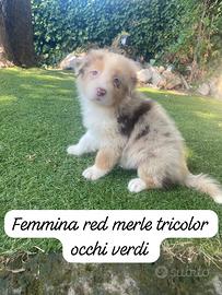 Cuccioli di pastore australiano