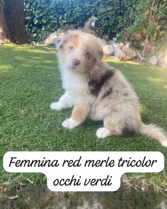 Cuccioli di pastore australiano