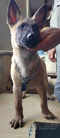 Cuccioli di pastore belga malinois