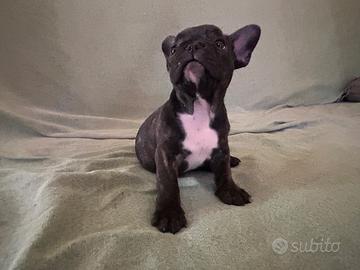 Cucciola bulldog francese