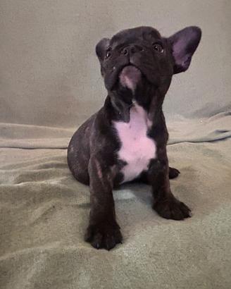 Cucciola bulldog francese