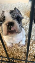 Bulldog francese