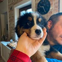 Cucciola Bovaro del Bernese