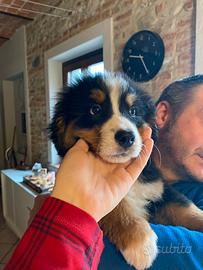 Cucciola Bovaro del Bernese