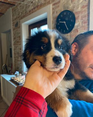 Cucciola Bovaro del Bernese