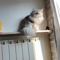 Disponibile gatto persiano per accoppiamento