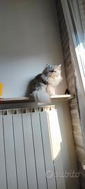 Disponibile gatto persiano per accoppiamento