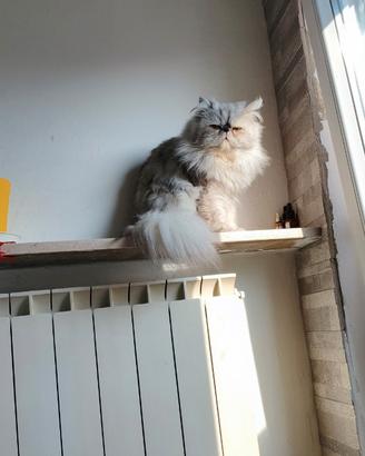 Disponibile gatto persiano per accoppiamento