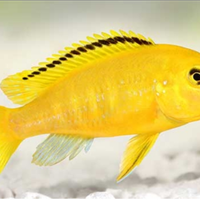 Pesci ciclidi Malawi