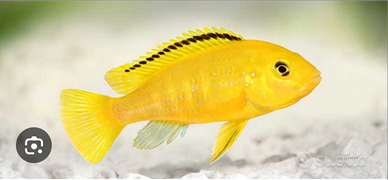 Pesci ciclidi Malawi