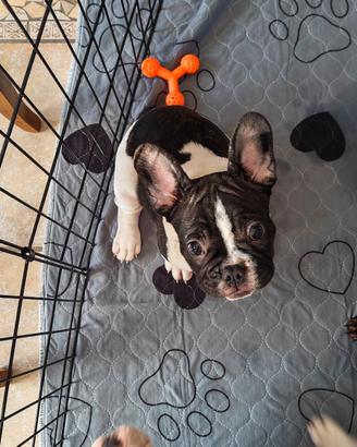 Bulldog francese