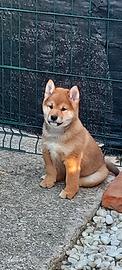 Cucciolo rosso sashige pedigree