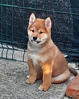 Cucciolo rosso sashige pedigree