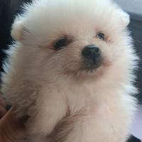 Cuccioli di Spitz Pomerania maschi e femmine