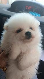 Cuccioli di Spitz Pomerania maschi e femmine