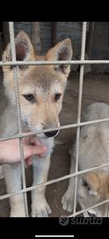 Maschio cane lupo cecoslovacco